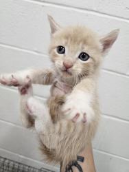 Shelter Stray Female Cat last seen Near Schaub Ave, 21206, MD, 2490 Giles Rd, Baltimore, MD 21225, USA
