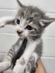 Shelter Stray Male Cat last seen Near Schaub Ave, 21206, MD, 2490 Giles Rd, Baltimore, MD 21225, USA