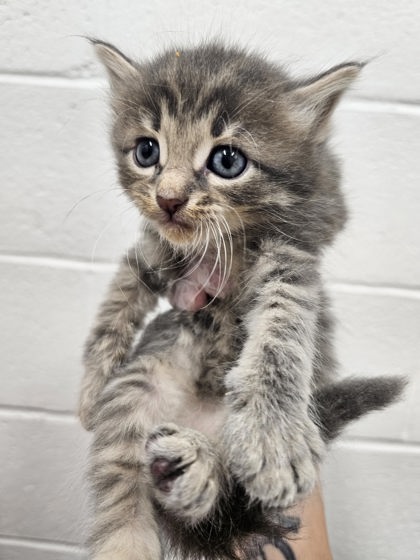Shelter Stray Male Cat last seen Near Schaub Ave, 21206, MD, 2490 Giles Rd, Baltimore, MD 21225, USA