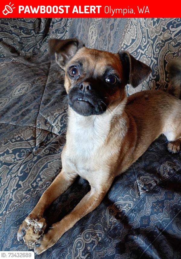 Lost Female Dog last seen near I5, Olympia, WA 98513