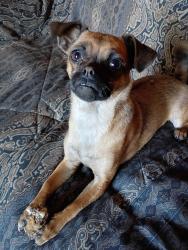 Lost Female Dog last seen near I5, Olympia, WA 98513