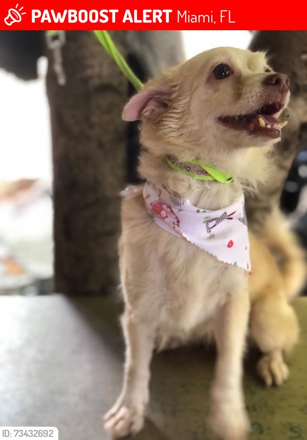 Lost Female Dog last seen Na, Miami, FL 33130