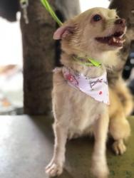 Lost Female Dog last seen Na, Miami, FL 33130