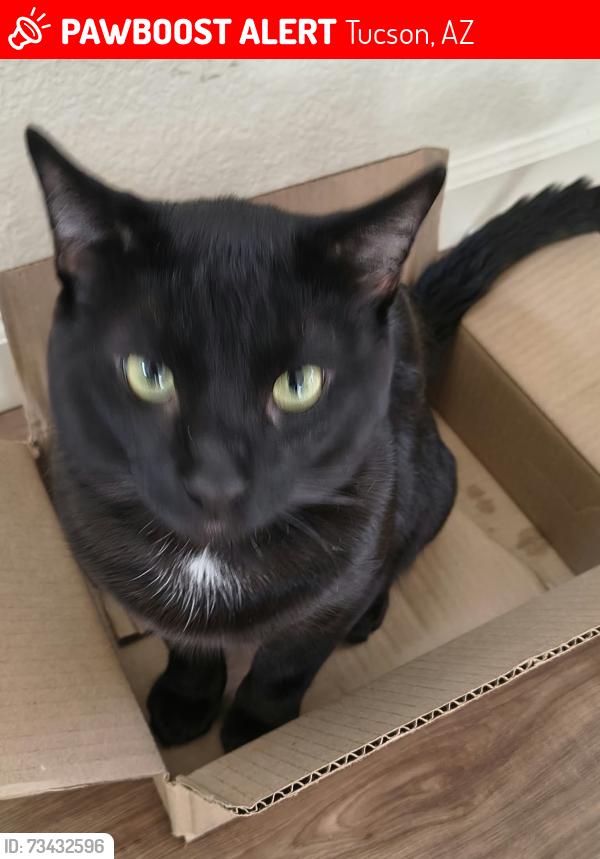 Lost Male Cat last seen Twin peaks & Palm Canyon, Tucson, AZ 85743