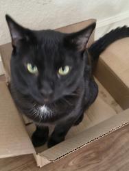 Lost Male Cat last seen Twin peaks & Palm Canyon, Tucson, AZ 85743