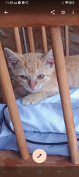 Lost Male Cat last seen Cbarn 13 West karsh boulevard Farmington MO 63640, Farmington, MO 63640