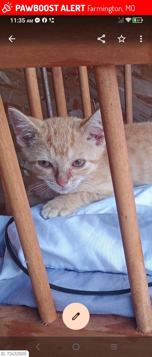 Lost Male Cat last seen Cbarn 13 West karsh boulevard Farmington MO 63640, Farmington, MO 63640