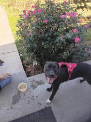 Found/Stray Male Dog last seen Finley Avenue & Keystone Ave, Indianapolis, IN 46203