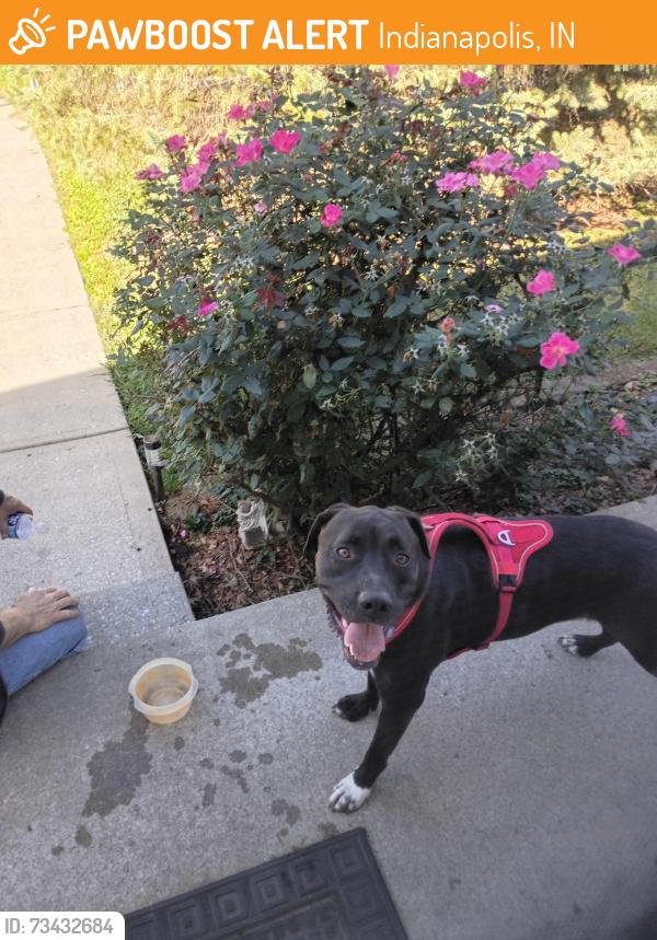 Found/Stray Male Dog last seen Finley Avenue & Keystone Ave, Indianapolis, IN 46203