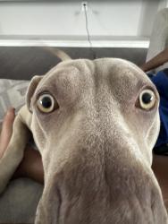 Lost Male Dog last seen Gas station, Jennings, LA 70546