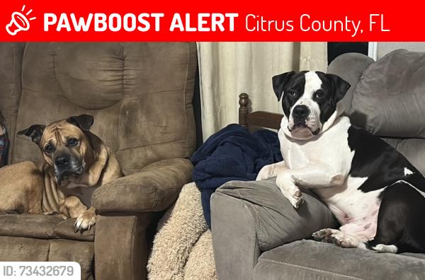 Lost Male Dog last seen N Griffith st, Citrus County, FL 34429