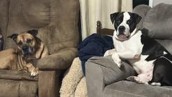 Lost Male Dog last seen N Griffith st, Citrus County, FL 34429