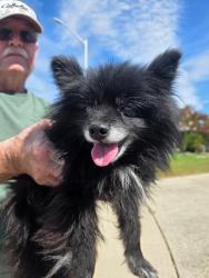 Reunited Male Dog last seen Stonebridge, Roseville, CA 95661