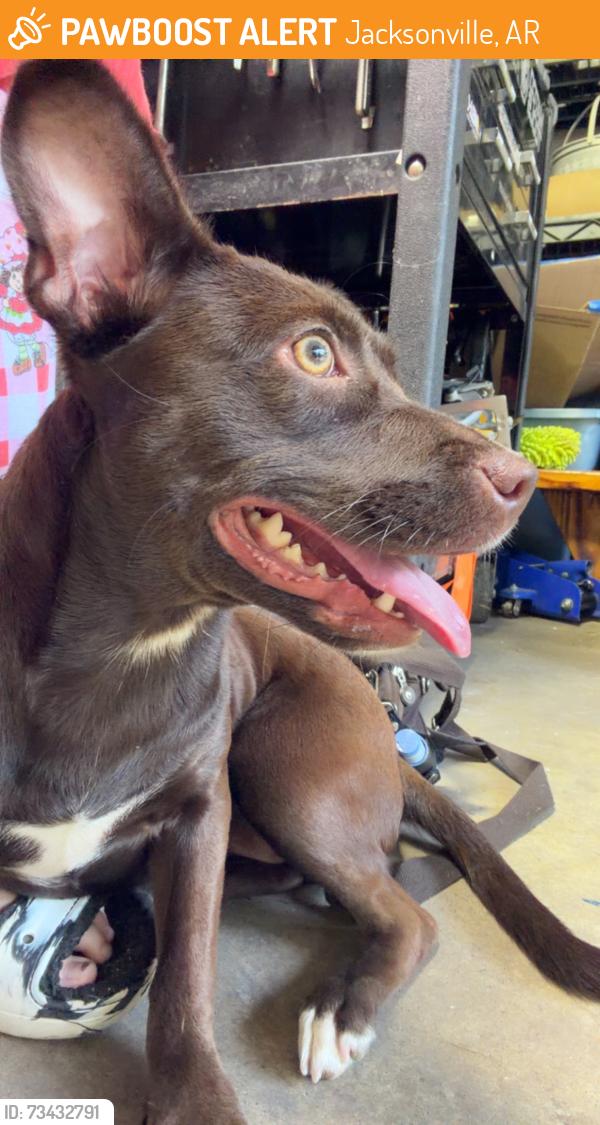 Found/Stray Female Dog last seen Near foxwood neighborhood, Jacksonville, AR 72076