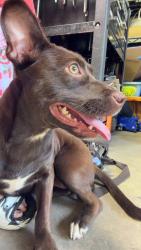 Found/Stray Female Dog last seen Near foxwood neighborhood, Jacksonville, AR 72076
