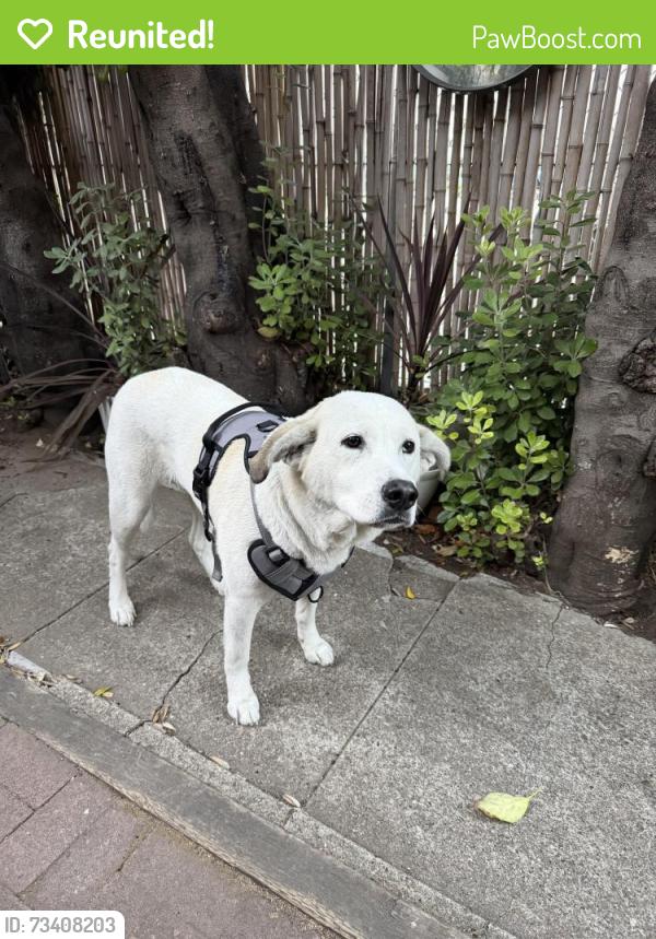 Reunited Female Dog last seen 23rd St, San Francisco, CA 94110