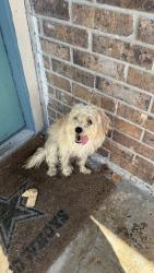 Found/Stray Male Dog last seen Building 31, Corpus Christi, TX 78411