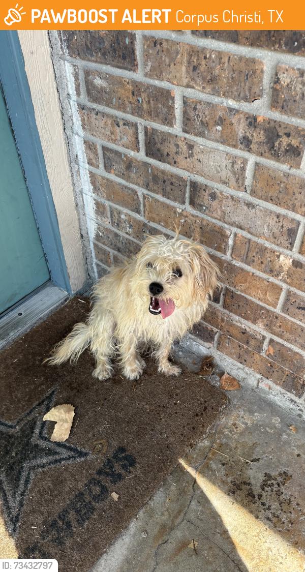 Found/Stray Male Dog last seen Building 31, Corpus Christi, TX 78411