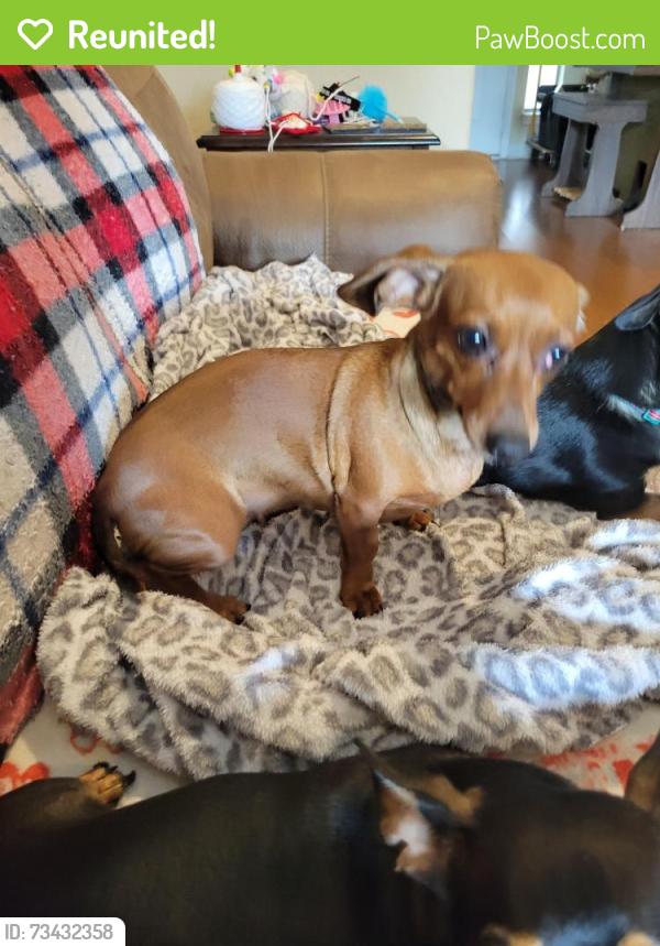 Reunited Female Dog last seen Belsay Ave. & Carlisle Ct, College Station, TX 77845