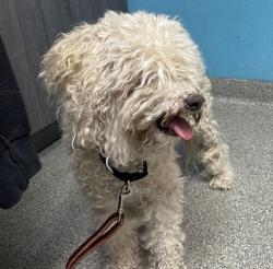 Shelter Stray Male Dog last seen Near Matinal Circle, San Diego, CA, 92127, Escondido, CA 92027, USA