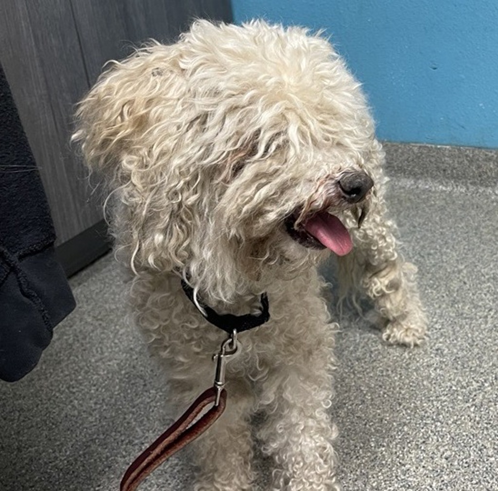 Shelter Stray Male Dog last seen Near Matinal Circle, San Diego, CA, 92127, Escondido, CA 92027, USA