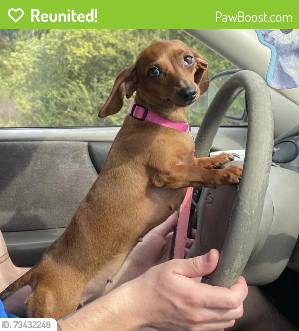 Reunited Female Dog last seen Carlisle court, College Station, TX 77845