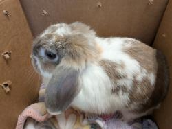 Shelter Stray Female Rabbit last seen Logan Avenue, San Diego, CA, 92113, 5500 Gaines St, San Diego, CA 92110, USA
