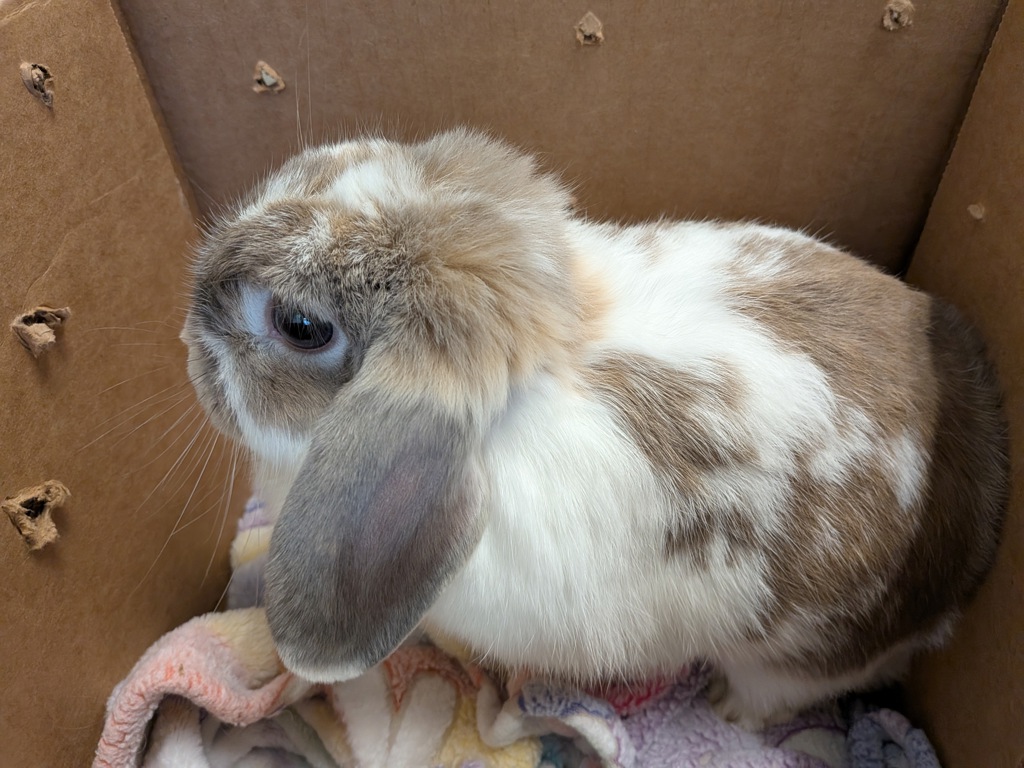 Shelter Stray Female Rabbit last seen Logan Avenue, San Diego, CA, 92113, 5500 Gaines St, San Diego, CA 92110, USA