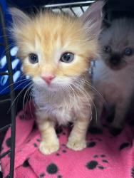 Shelter Stray Male Cat last seen Near S 35th Street, San Diego, CA, 92113, 5500 Gaines St, San Diego, CA 92110, USA