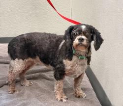 Shelter Stray Female Dog last seen Near Surf Crest Drive, San Diego, CA, 92154, 5500 Gaines St, San Diego, CA 92110, USA