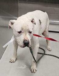 Shelter Stray Male Dog last seen San Marcos, CA, 92069, Oceanside, CA 92058, USA