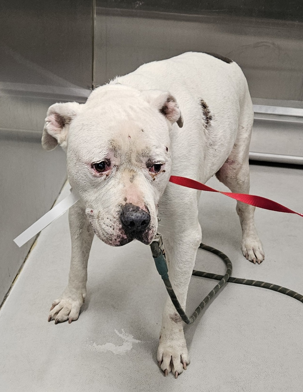 Shelter Stray Male Dog last seen San Marcos, CA, 92069, Oceanside, CA 92058, USA
