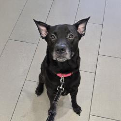 Shelter Stray Male Dog last seen Near Mohawk Street, San Diego, CA, 92115, El Cajon, CA 92020, USA