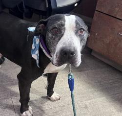 Shelter Stray Male Dog last seen Oceanviw Boulevard, San Diego, CA, 92113, 5500 Gaines St, San Diego, CA 92110, USA