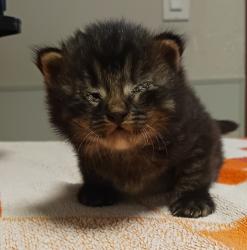 Shelter Stray Male Cat last seen Near west ave, 133 Rd, SAN LEANDRO, CA, 94577, 8323 Baldwin St, Oakland, CA 94621, USA