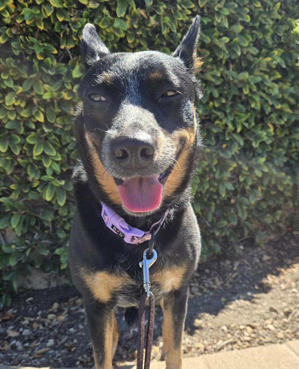 Shelter Stray Female Dog last seen San Diego, CA, 92102, 5500 Gaines St, San Diego, CA 92110, USA