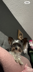 Lost Male Dog last seen Panola cove, San Antonio, TX 78253