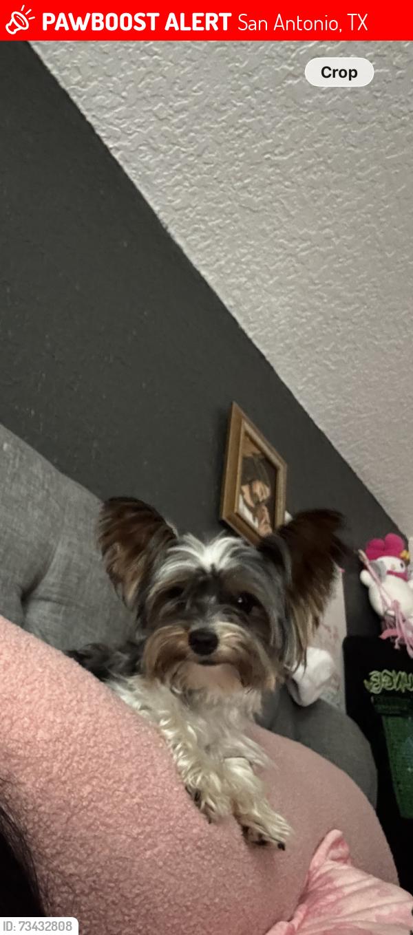 Lost Male Dog last seen Panola cove, San Antonio, TX 78253
