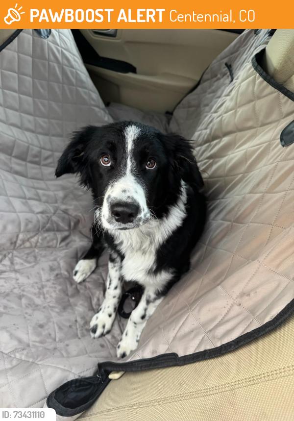 Found/Stray Female Dog last seen S Genoa st and e crestline Cir, Centennial, CO 80015
