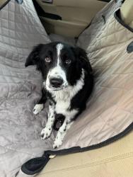 Found/Stray Female Dog last seen S Genoa st and e crestline Cir, Centennial, CO 80015