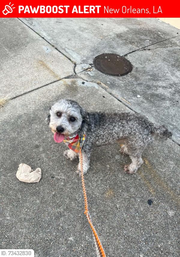 Lost Male Dog last seen Clouet and industrial ct, New Orleans, LA 70117