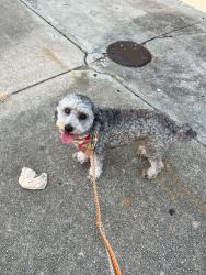 Lost Male Dog last seen Clouet and industrial ct, New Orleans, LA 70117