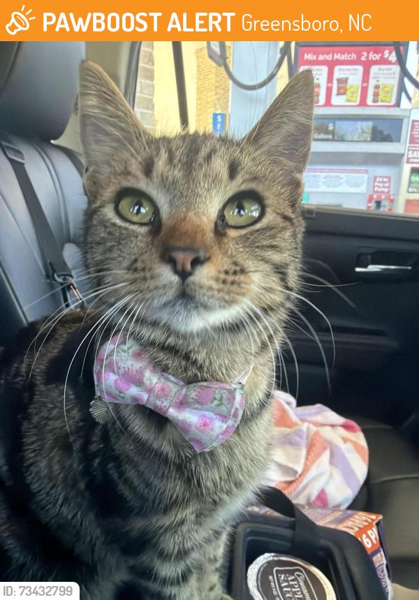Found/Stray Female Cat last seen Adams Farm Parkway, Greensboro, NC, Greensboro, NC 27407