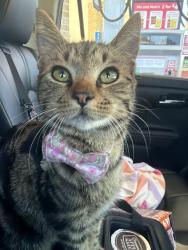 Found/Stray Female Cat last seen Adams Farm Parkway, Greensboro, NC, Greensboro, NC 27407