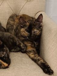 Lost Female Cat last seen Ocean Forest Lakes, Wilmington, NC 28412