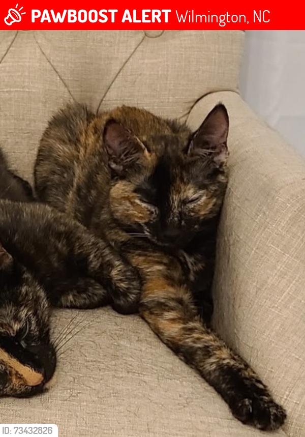 Lost Female Cat last seen Ocean Forest Lakes, Wilmington, NC 28412