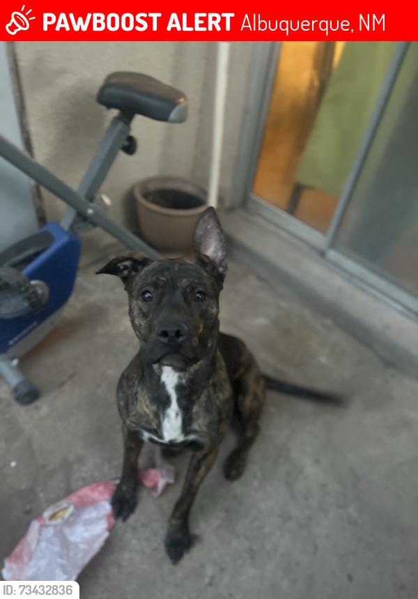 Lost Female Dog last seen 4th Nd Guadalupe NW, Albuquerque, NM 87107