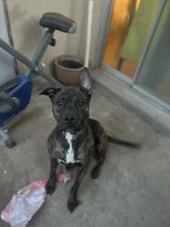 Lost Female Dog last seen 4th Nd Guadalupe NW, Albuquerque, NM 87107