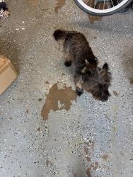 Found/Stray Male Dog last seen W Morton, Denison, TX 75020