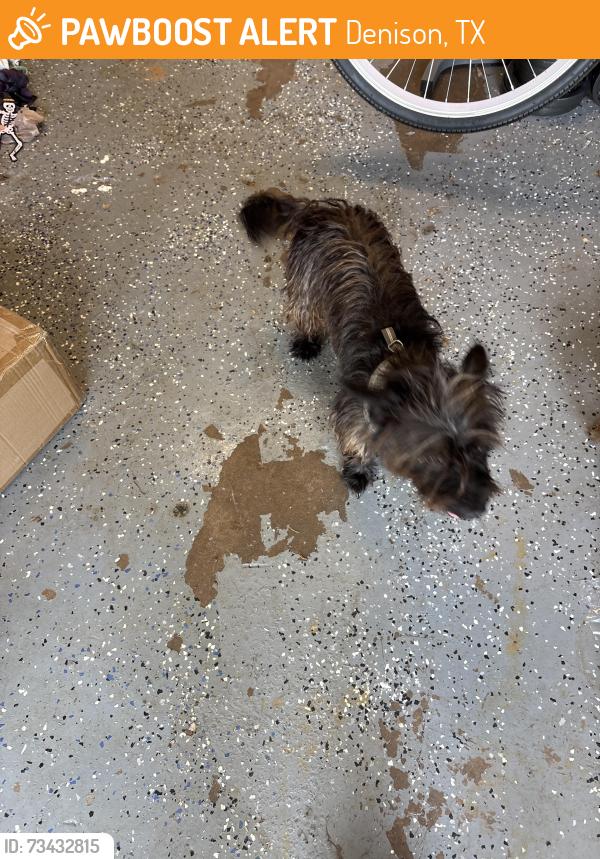 Found/Stray Male Dog last seen W Morton, Denison, TX 75020